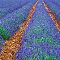 Lavendelveld (Lavendula sp.) in de Provence, Frankrijk
<BR><BR>Zie ook www.arterra.be</P>